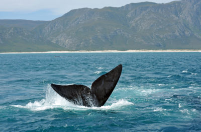 Where To Find The Best Whale Watching Spots in Cape Town