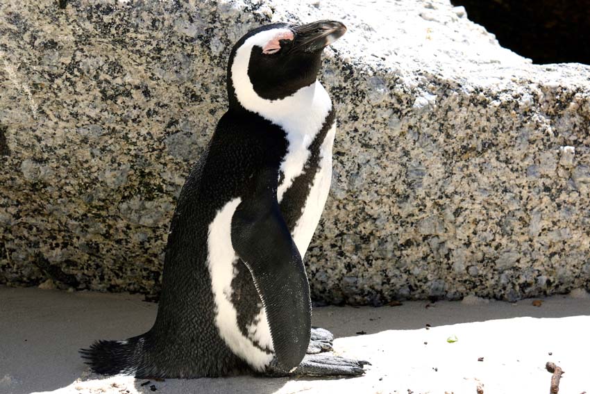 Why a Day Trip to Boulders Beach is Worth The Drive