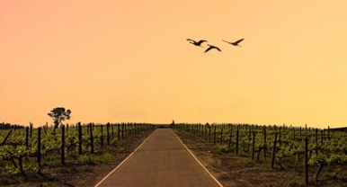 Cape Winelands
